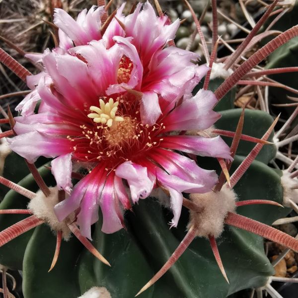 Echinocactus texensis JO 493